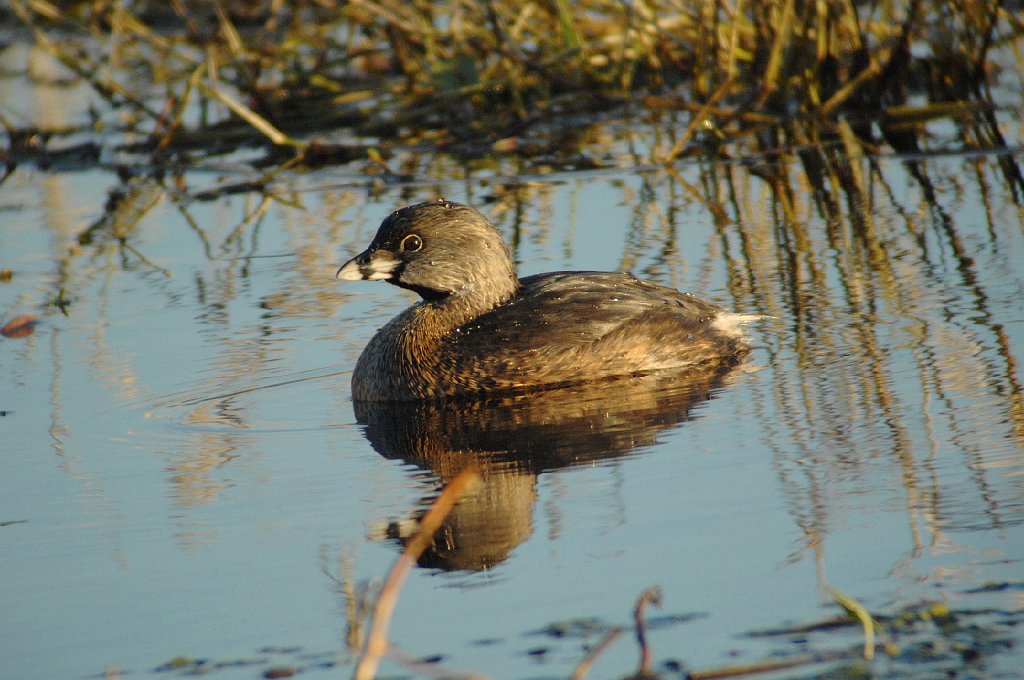 Grebe, Pied-billed, 2009-01094711 Lake DeSoto, Lake City, FL.JPG - Pied=billed Grebe. Lake DeSoto, Lake City, FL, 1-9-2010